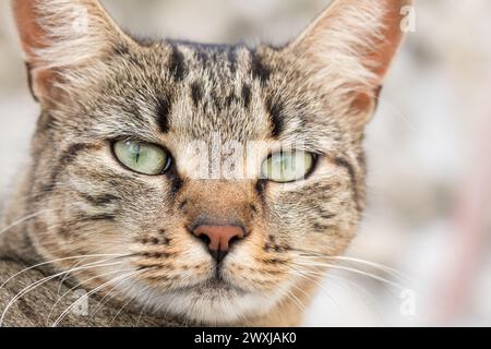 Tabby Katzengesicht, der in die Kamera schaut Stockfoto