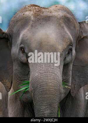 Porträt eines Matriarchen mit aggressivem Elefanten, der im Manas-Nationalpark, Assam, Indien, mit aufgerissenen Ohren aufwirbelt Stockfoto