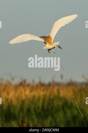 Squacco Fischreiher fallen, Hortobagy-Nationalpark, Ungarn Stockfoto