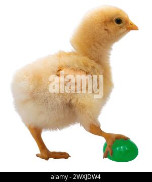 Ein helles goldfarbenes und junges Orpington-Hühnchen, das eine grüne Gelee-Bohne hält, isoliert in einem Studio-Foto. Stockfoto