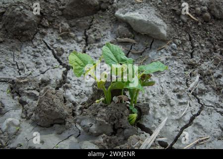 Es gibt einen jungen Bohnensprossen in der Nähe des Gartens. Hülsenfrüchte. Frühlingsprossen von Pflanzen im Garten. Das Konzept des Erwachens, des Lebens. Für d Stockfoto