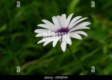 Weiße afrikanische Gänseblümchen vor grünem Laub Stockfoto