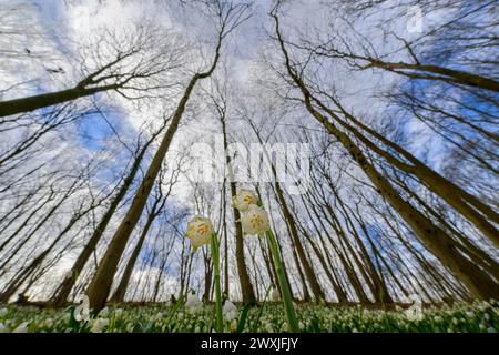 Blick nach oben durch die Frühlingsschneeflocke (Leucojum vernum) im Wald vor dem blauen Himmel, Niedersachsen, Deutschland Stockfoto