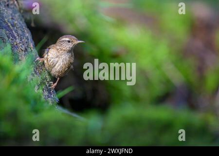 A (Troglodytes troglodytes) sitzt neben Moos auf einem Felsen und blickt zur Seite, Hessen, Deutschland Stockfoto