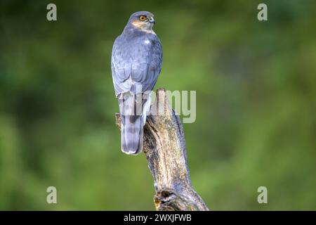 Ein eurasischer sparschwein (Accipiter nisus), der auf einem Baumstumpf ruht, umgeben von grüner Vegetation, Hessen, Deutschland Stockfoto