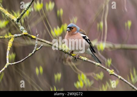 Ein gemeiner Buchhalm (Fringilla coelebs), der auf einem Ast sitzt, junge Blätter im Hintergrund, Hessen, Deutschland Stockfoto