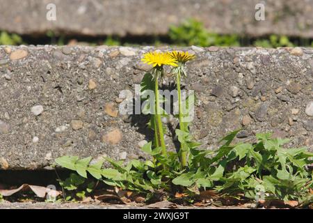 Blüte des Löwenzahns (Taraxacum officinale), an einer Mauer wächst, Nordrhein-Westfalen, Deutschland Stockfoto