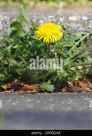 Blüte des Löwenzahns (Taraxacum officinale), an einer Mauer wächst, Nordrhein-Westfalen, Deutschland Stockfoto