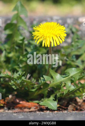 Blüte des Löwenzahns (Taraxacum officinale), an einer Mauer wächst, Nordrhein-Westfalen, Deutschland Stockfoto