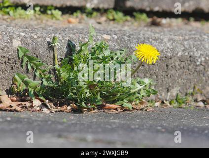 Blüte des Löwenzahns (Taraxacum officinale), an einer Mauer wächst, Nordrhein-Westfalen, Deutschland Stockfoto