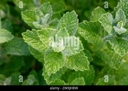 Grüne Minze (Mentha spicata), wächst in einem Garten. Stockfoto