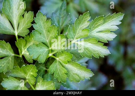 Nahaufnahme einer im Garten wachsenden Flachblättrige Petersilie (Petroselinum crispum). Stockfoto