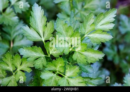 Nahaufnahme einer im Garten wachsenden Flachblättrige Petersilie (Petroselinum crispum). Stockfoto