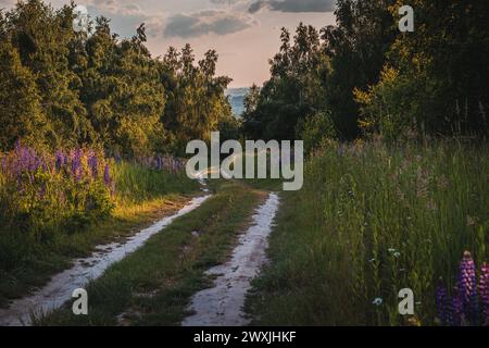 Ein Feldweg im Wald zwischen Blumenfeldern Stockfoto