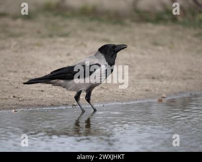 Kapuzenkrähe, Corvus cornix, Single Bird by Water, Schottland, März 2024 Stockfoto