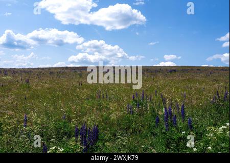Blumenwiese mit vielen violetten Lupinen und blauem Himmel in der hohen Rhön, Bayern, Deutschland Stockfoto