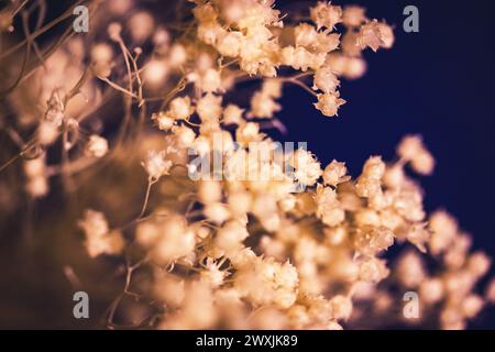Getrocknete beige Blumen im Innendekor. Rustikaler Hintergrund mit natürlichen Blumen. Blumenarrangements. Trockene Vintage-Sommerblüten. Country-Chic. Blumendekoration. Stockfoto