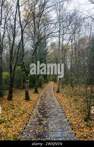 Holzsteg im Schwarzen Moor in Rhoen, Bayern, Deutschland, im Herbst nach Regen Stockfoto