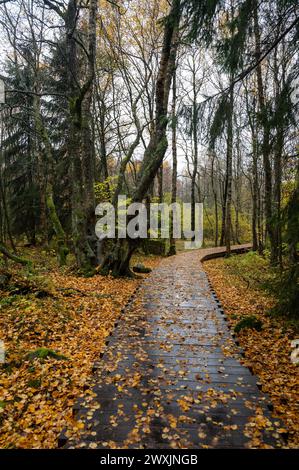 Holzsteg im Schwarzen Moor in Rhoen, Bayern, Deutschland, im Herbst nach Regen Stockfoto