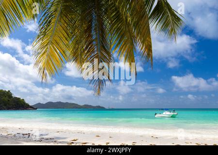 Cote D'Or Beach, Praslin Island, Seychellen. Blick auf die Küste mit Palmen und weißem Sand unter blauem Himmel an einem sonnigen Sommertag Stockfoto