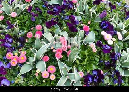 Lebendige Frühlingsblüten: Stiefmütterchen, Tulpen und Glockenblumen in voller Blüte, Deutschland, Bodensee Stockfoto