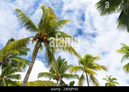 Kokospalmen mit gelben Früchten stehen unter blauem bewölktem Himmel an einem sonnigen Tag, Cocos nucifera Stockfoto