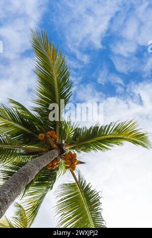 Kokospalme mit Früchten ist unter blauem bewölktem Himmel an einem sonnigen Tag, vertikales Foto Stockfoto