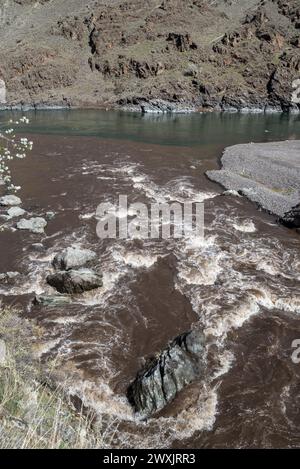 Der Imnaha River, der mit Schlamm aus schlechter Landnutzung beladen ist, mündet in den Snake River im Hells Canyon, Oregon. Stockfoto