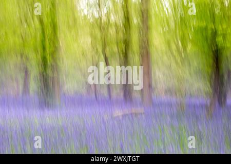 Ein atmosphärisches Foto eines Blauglockenholzes mit absichtlicher Unschärfe Stockfoto