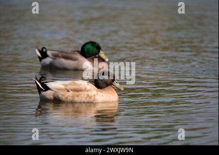 Ein einzigartig gefärbter männlicher, hybrider Mallard Duck schwimmt auf einem Teich, während normale männliche Männer im Hintergrund schwimmen. Stockfoto