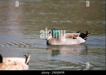 Ein Mann, Mallard Duck, schwimmt auf einem Teich mit den grünen, schillernden Federn auf dem Kopf, die im Sonnenlicht leuchten. Stockfoto