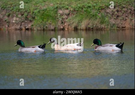 Drei männliche Mallard Enten schwimmen an einem sonnigen Morgen in einer Reihe nahe dem grasbewachsenen Ufer eines Teichs. Stockfoto