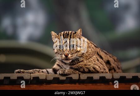 Eine Katze loungt auf dem Dach Stockfoto