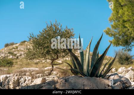 Große Blätter saftiger Pflanzen wachsen aus Steinen unter blauem Himmel, malerische Natur des Telascica-Nationalparks, Kroatien Stockfoto