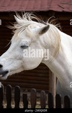 Lustige Connemara-Ponyrasse mit Ursprung in Irland. Sie sind bekannt für ihre Leichtathletik, Vielseitigkeit und gute Disposition. Stockfoto