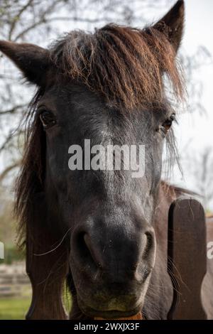 portret eines schwarzen Pferdes Stockfoto