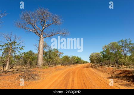 Typische Outback-Landschaft mit einer roten Feldstraße und einem Boab-Baum (Adansonia gregorii), in der Nähe von Fitzroy Crossing, Western Australia, WA, Australien Stockfoto