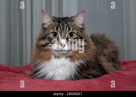 Schöne langhaarige Katze sibirischer Rasse auf rotem Hintergrund Stockfoto