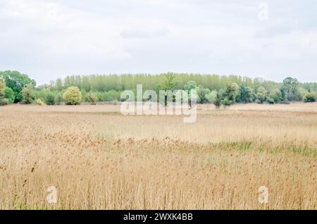 Junge Pappelbäume in der Frühlingszeit des Jahres. Stockfoto