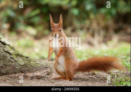 Stehendes Eichhörnchen, das in der Tat gefangen ist und ängstlich in die Kamera blickt Stockfoto