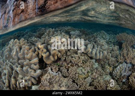 Eine Vielzahl von Korallen gedeiht an einem flachen, artenreichen Riff in Raja Ampat, Indonesien. Diese tropische Region ist bekannt als das Herz des Korallendreiecks. Stockfoto