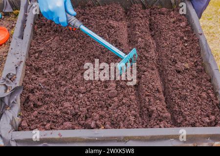 Nahaufnahme der Hände eines Mannes in Gummihandschuhen, die den Boden in einem Gartenbeet mit einem Gartenrechen ebnen, nachdem sie Rettichsamen im Frühfrühling gepflanzt haben. Schweden. Stockfoto