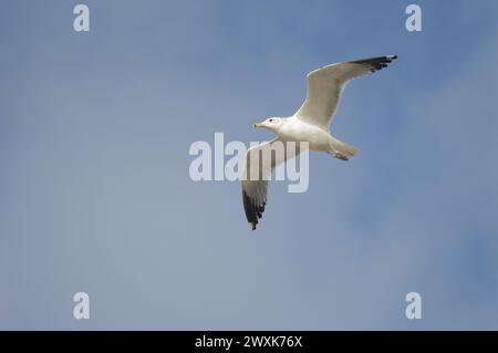 Eine alleinerwachsene Kalifornica (Larus californicus) im Flug am Rosarito Beach, Baja California, Mexiko. Stockfoto