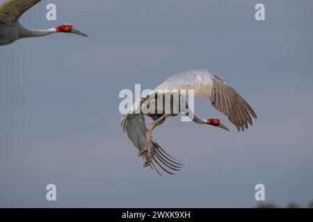 Sarus Crane Flying, Indien Stockfoto