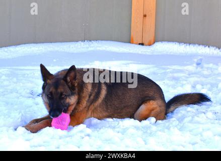 Deutscher Schäferhund, Snicker, spielt im Schnee. Stockfoto