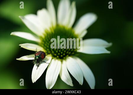 Japanischer Käfer auf weißer Echinacea-Blume Stockfoto