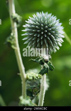 Weiße Krabbenspinne auf Globe Thistle Stockfoto