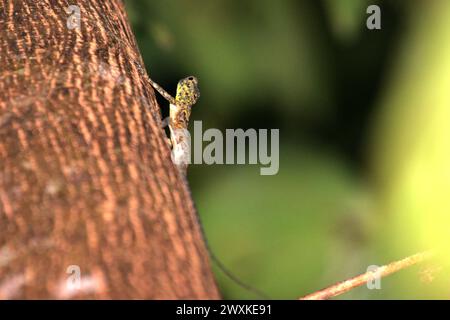 Eine wilde, von Sulawesi gesäumte gleitende Eidechse (Draco spilonotus), die sich auf einem Baum in den Tangkoko Nature Reserves im Norden von Sulawesi, Indonesien bewegt. Der Klimawandel verändert Umweltnischen, was dazu führt, dass Arten ihr Lebensraumspektrum verlagern, während sie ihre ökologische Nische verfolgen, was nach Ansicht von Nature Climate Change ein Nachteil für ein effektives Management der biologischen Vielfalt sein könnte. Ein Bericht eines Teams von Wissenschaftlern unter der Leitung von Marine Joly, basierend auf Forschungen von 2012 bis 2020, hat gezeigt, dass die Temperatur im Tangkoko Wald um bis zu 0,2 Grad pro Jahr steigt und... Stockfoto