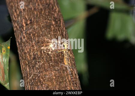 Eine wilde, von Sulawesi gesäumte gleitende Eidechse (Draco spilonotus), die sich auf einem Baum in den Tangkoko Nature Reserves im Norden von Sulawesi, Indonesien bewegt. Der Klimawandel verändert Umweltnischen, was dazu führt, dass Arten ihr Lebensraumspektrum verlagern, während sie ihre ökologische Nische verfolgen, was nach Ansicht von Nature Climate Change ein Nachteil für ein effektives Management der biologischen Vielfalt sein könnte. Ein Bericht eines Teams von Wissenschaftlern unter der Leitung von Marine Joly, basierend auf Forschungen von 2012 bis 2020, hat gezeigt, dass die Temperatur im Tangkoko Wald um bis zu 0,2 Grad pro Jahr steigt und... Stockfoto