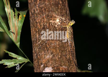 Eine wilde, von Sulawesi gesäumte gleitende Eidechse (Draco spilonotus), die sich auf einem Baum in den Tangkoko Nature Reserves im Norden von Sulawesi, Indonesien bewegt. Der Klimawandel verändert Umweltnischen, was dazu führt, dass Arten ihr Lebensraumspektrum verlagern, während sie ihre ökologische Nische verfolgen, was nach Ansicht von Nature Climate Change ein Nachteil für ein effektives Management der biologischen Vielfalt sein könnte. Ein Bericht eines Teams von Wissenschaftlern unter der Leitung von Marine Joly, basierend auf Forschungen von 2012 bis 2020, hat gezeigt, dass die Temperatur im Tangkoko Wald um bis zu 0,2 Grad pro Jahr steigt und... Stockfoto